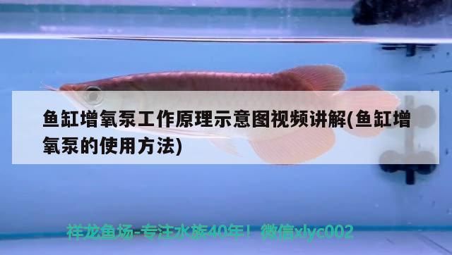 出售紅龍魚（出售紅龍魚魚苗） 出售紅龍魚（出售紅龍魚魚苗） 龍魚百科