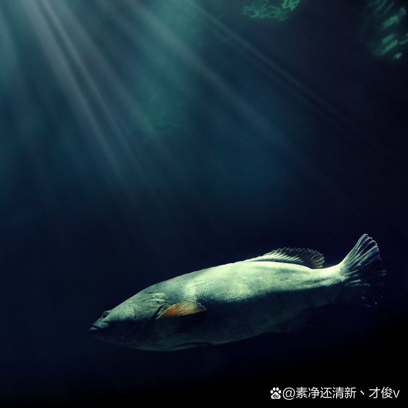 深海龍魚發(fā)光器受損后多久會再生？
