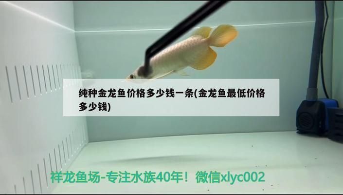 純種金龍魚價格多少錢一條（純種金龍魚價格因品種、大小、鱗片特征等因素而有很大差異）