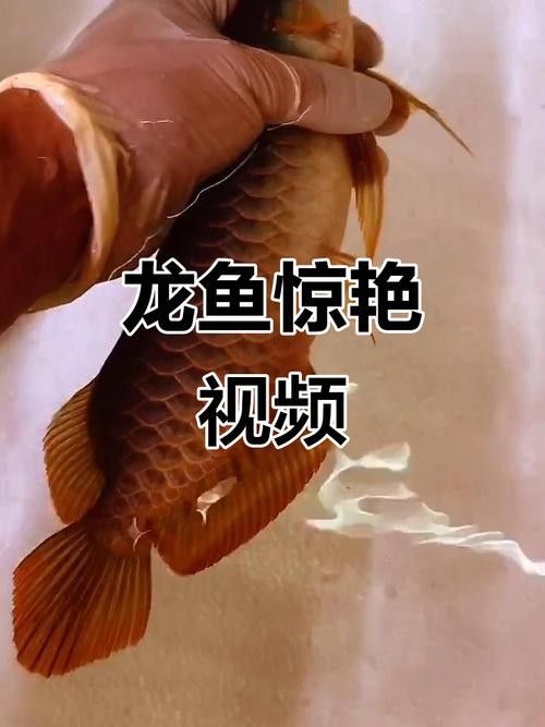 天津哪里賣龍魚比較好賣的
