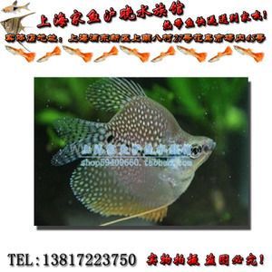 什么品種的紅龍魚最好看又好養的：什么品種的紅龍魚好養？