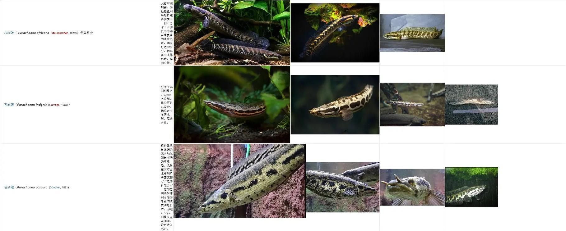 雷龍魚照片 雷龍魚照片 龍魚百科 第16張