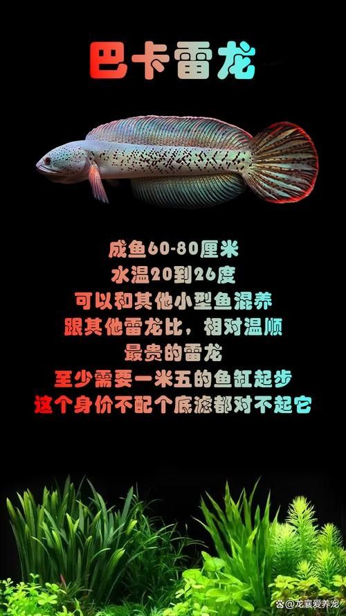 雷龍魚照片 雷龍魚照片 龍魚百科 第19張