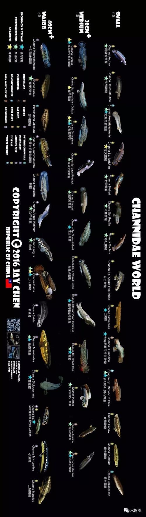 雷龍魚照片 雷龍魚照片 龍魚百科 第14張