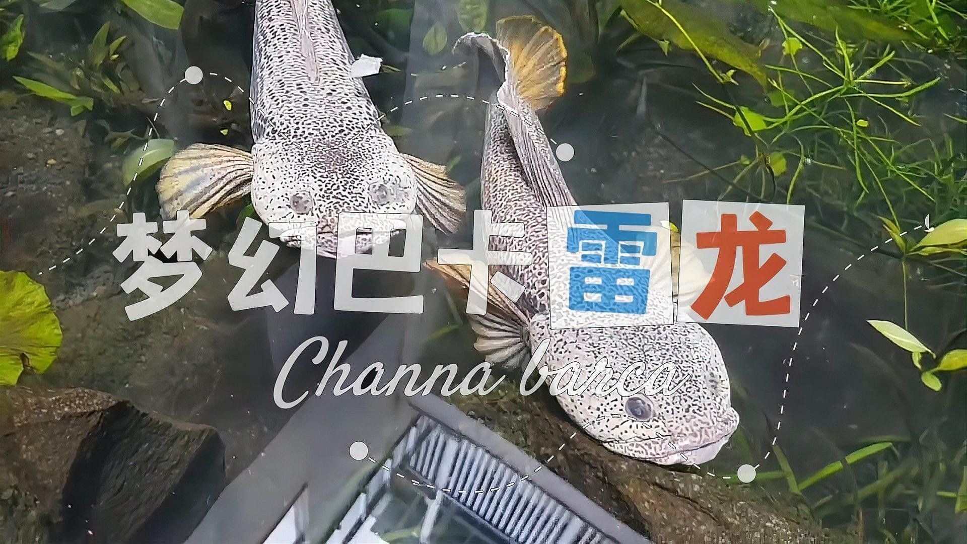 雷龍魚照片 雷龍魚照片 龍魚百科 第25張
