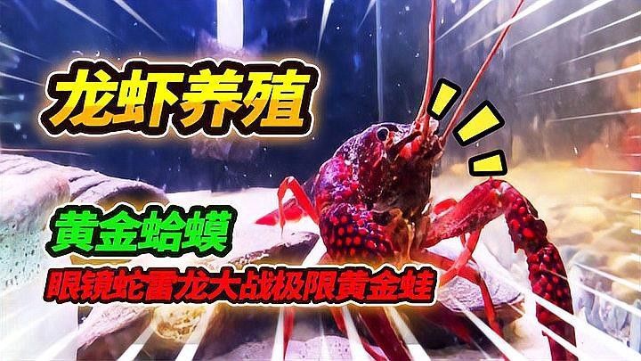 雷龍魚照片 雷龍魚照片 龍魚百科 第28張