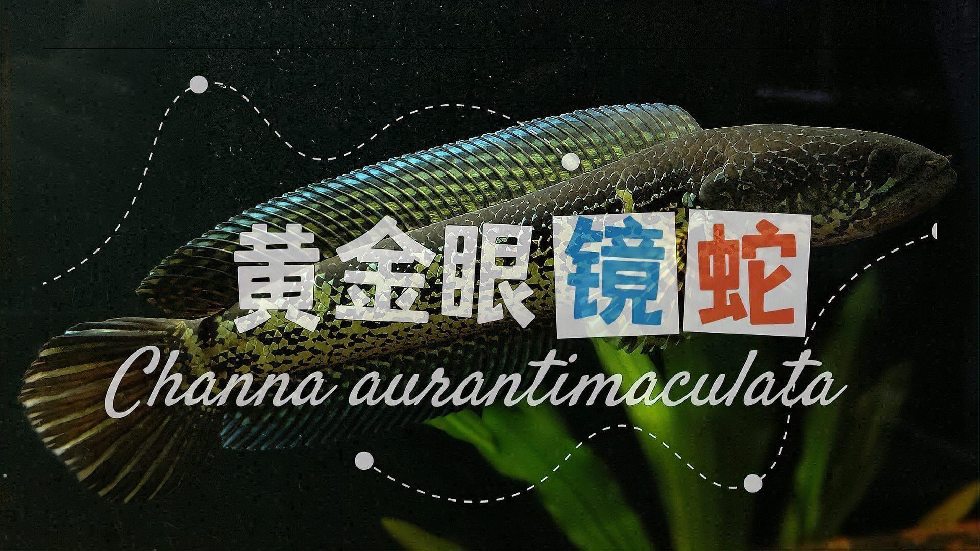 雷龍魚照片 雷龍魚照片 龍魚百科 第29張