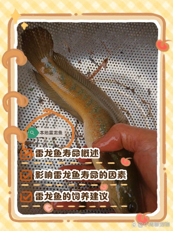 幻藍雷龍魚壽命 幻藍雷龍魚壽命 龍魚百科 第3張