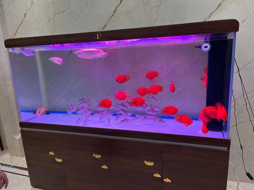 紅龍魚缸的最佳尺寸圖片大全