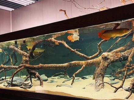 紅龍魚缸的最佳尺寸圖片大全