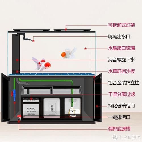 紅龍魚缸的最佳尺寸圖片大全