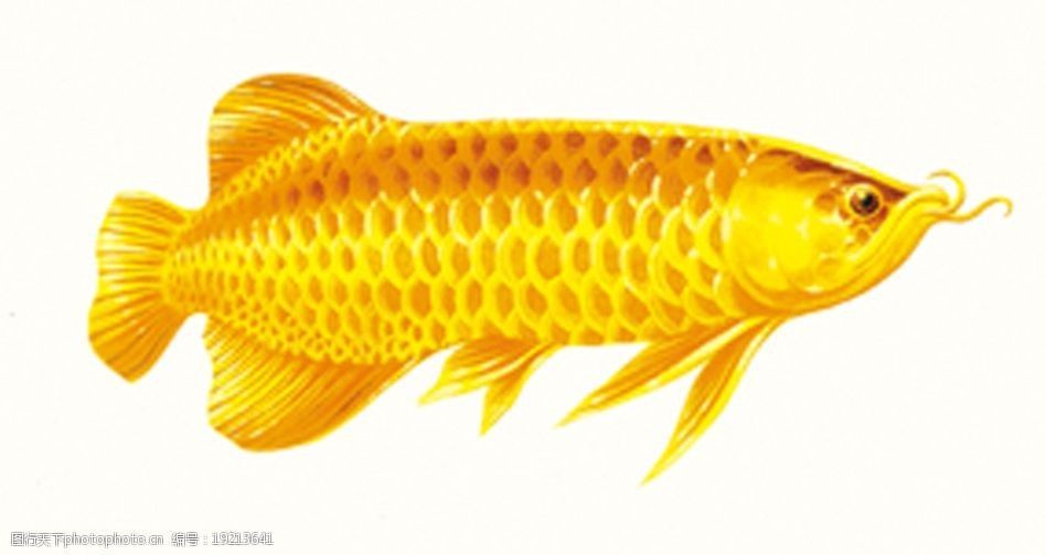 金龍魚圖畫大全大圖高清無水印（關于金龍魚圖畫大全大圖高清無水印的具體信息）