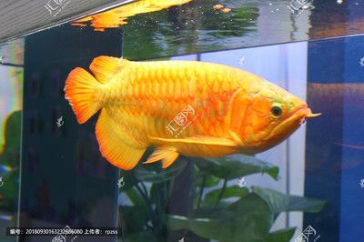 金龍魚圖畫大全大圖高清無水?。P于金龍魚圖畫大全大圖高清無水印的具體信息）