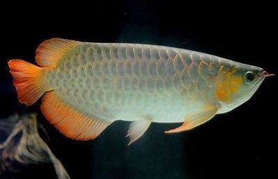 龍魚病死了能吃嗎視頻：如何判斷龍魚是否因病死亡,龍魚尸體的環(huán)保處理方法
