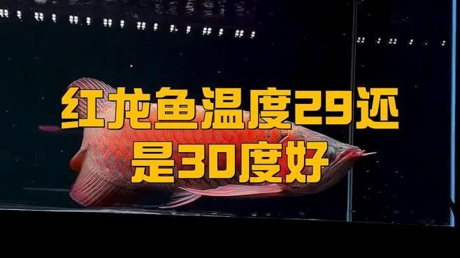 龍魚需要多少溫度養(yǎng)