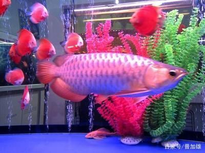 金龍魚怎么配對（金龍魚的配對方法）