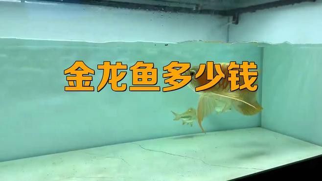 金頭金龍魚的價格范圍是多少？