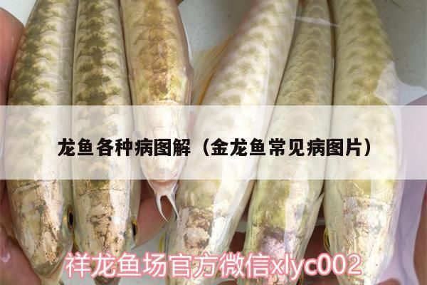 龍魚各種病圖解：關于龍魚各種病圖解詳情 龍魚各種病圖解：關于龍魚各種病圖解詳情 龍魚百科 第2張