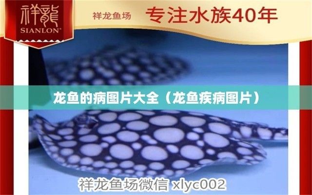 龍魚各種病圖解：關于龍魚各種病圖解詳情 龍魚各種病圖解：關于龍魚各種病圖解詳情 龍魚百科 第1張