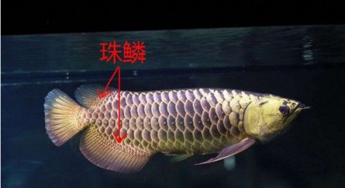 龍魚的高背和過背怎么區分呢圖解
