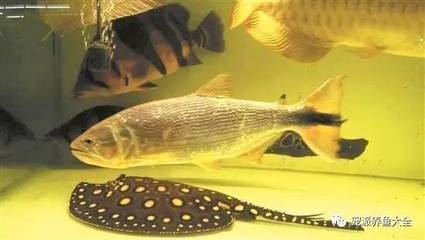 黃金河虎和龍魚(yú)誰(shuí)厲害：黃金河虎和龍魚(yú)哪個(gè)更厲害？