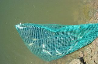 大龍魚能吃嗎怎么養