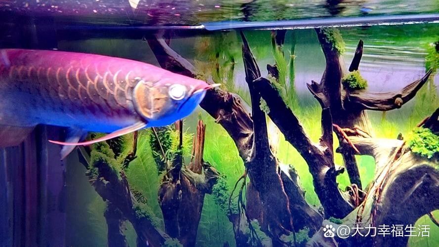 銀龍魚眼睛外面有白膜圖片