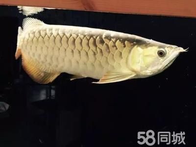 龍魚可以賣嗎現(xiàn)在：龍魚市場(chǎng)價(jià)格波動(dòng)原因