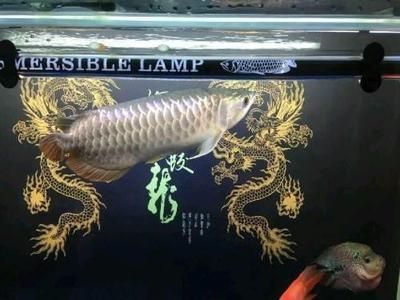 龍魚可以賣嗎現(xiàn)在：龍魚市場(chǎng)價(jià)格波動(dòng)原因