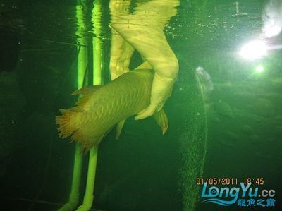 為什么龍魚關燈就游走了：龍魚為什么關燈就游走了