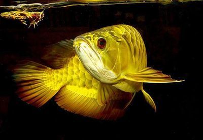為什么龍魚關燈就游走了：龍魚為什么關燈就游走了