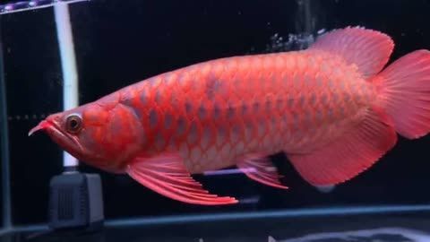 超血紅龍魚日常護(hù)理要點，超血紅龍魚的日常護(hù)理