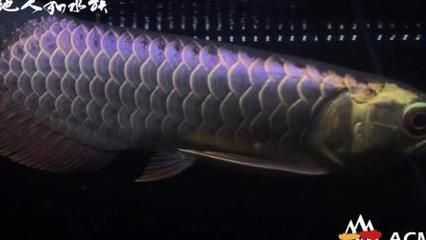古典藍底過背金龍魚吃什么發色：古典藍底過背金龍魚吃什么發色古典藍底過背金龍魚吃什么發色