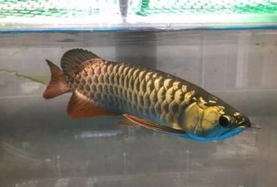 古典藍底過背金龍魚吃什么發色：古典藍底過背金龍魚吃什么發色古典藍底過背金龍魚吃什么發色