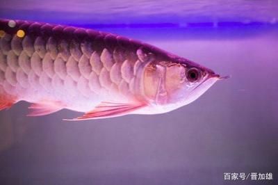 龍魚分幾種？：龍魚可以根據產地、外觀特征和顏色等多個因素進行分類