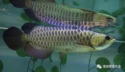 龍魚分幾種？：龍魚可以根據產地、外觀特征和顏色等多個因素進行分類