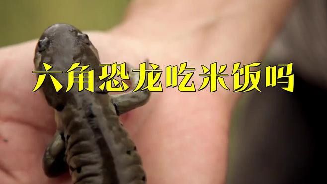 六角恐龍魚的主食應該是什么？ 六角恐龍魚的主食應該是什么？ 龍魚百科 第2張