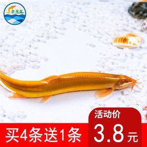 金龍魚苗的價格是多少：最小金龍魚苗價格受到多種因素影響，最小金龍魚苗價格