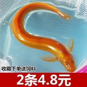 金龍魚苗的價格是多少：最小金龍魚苗價格受到多種因素影響，最小金龍魚苗價格