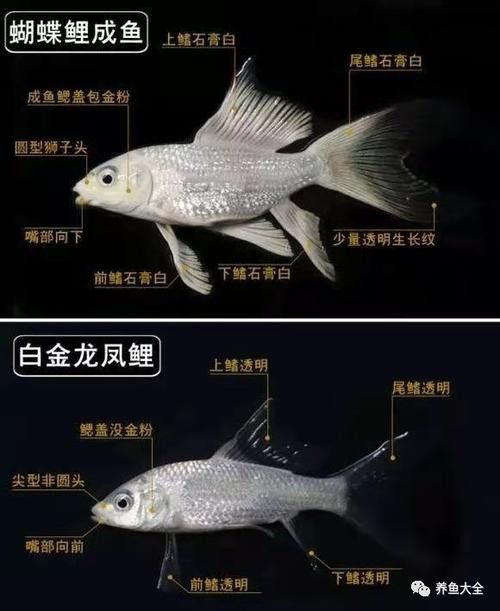 如何區(qū)分白金龍鳳鯉和蝴蝶鯉？