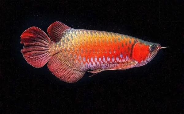 銀龍魚爛尾爛鰭腹下有絲狀物