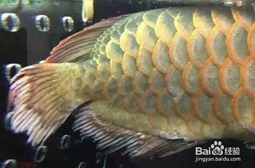銀龍魚爛尾爛鰭腹下有絲狀物