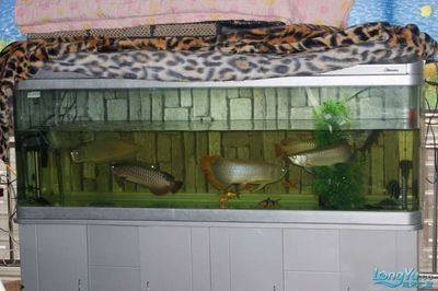 龍魚可以和什么龜混養：長頸龜與龍魚混養 龍魚可以和什么龜混養：長頸龜與龍魚混養 龍魚百科 第1張