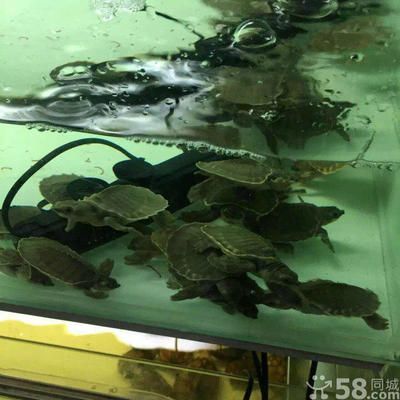 龍魚可以和什么龜混養：長頸龜與龍魚混養 龍魚可以和什么龜混養：長頸龜與龍魚混養 龍魚百科 第4張
