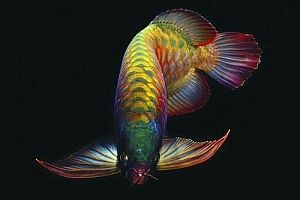 龍魚養一條 風水學：養龍魚時應選擇單數的魚缸，并注意魚缸擺放位置和魚的品種 龍魚養一條 風水學：養龍魚時應選擇單數的魚缸，并注意魚缸擺放位置和魚的品種 龍魚百科 第3張