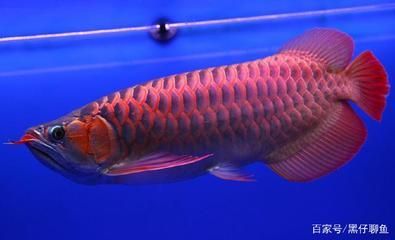 龍魚一次喂多少大麥蟲合適龍魚一次喂多少大麥蟲合適：龍魚一次喂多少大麥蟲合適呢？ 龍魚一次喂多少大麥蟲合適龍魚一次喂多少大麥蟲合適：龍魚一次喂多少大麥蟲合適呢？ 龍魚百科 第1張