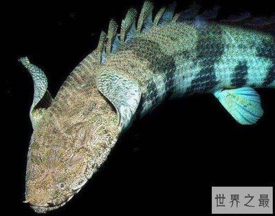 恐龍王魚常見疾病預(yù)防方法：恐龍王魚常見疾病的預(yù)防方法，恐龍王魚混養(yǎng)注意事項