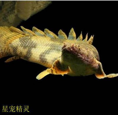 恐龍王魚常見疾病預(yù)防方法：恐龍王魚常見疾病的預(yù)防方法，恐龍王魚混養(yǎng)注意事項