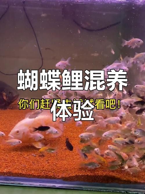 龍魚可以和蝴蝶鯉混養嗎圖片