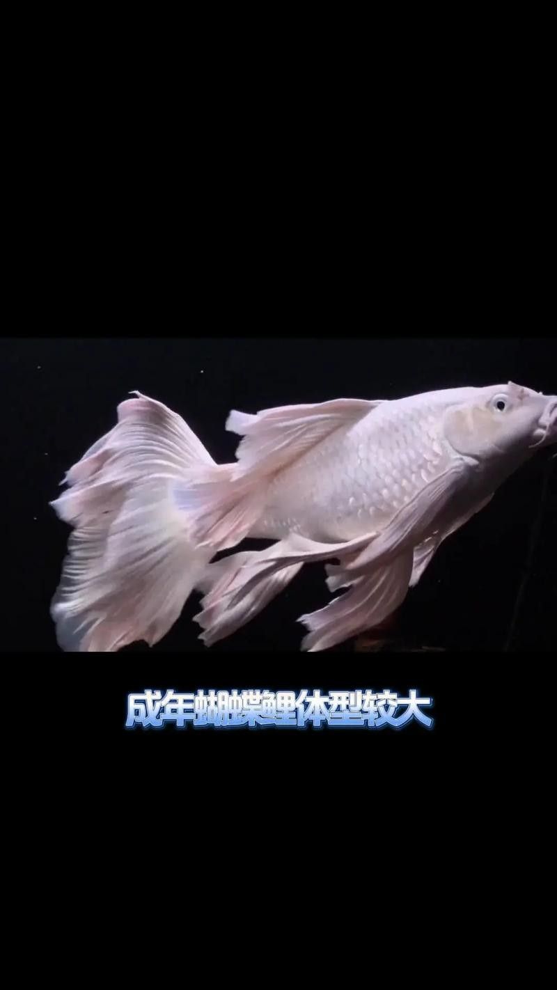 龍魚可以和蝴蝶鯉混養嗎圖片